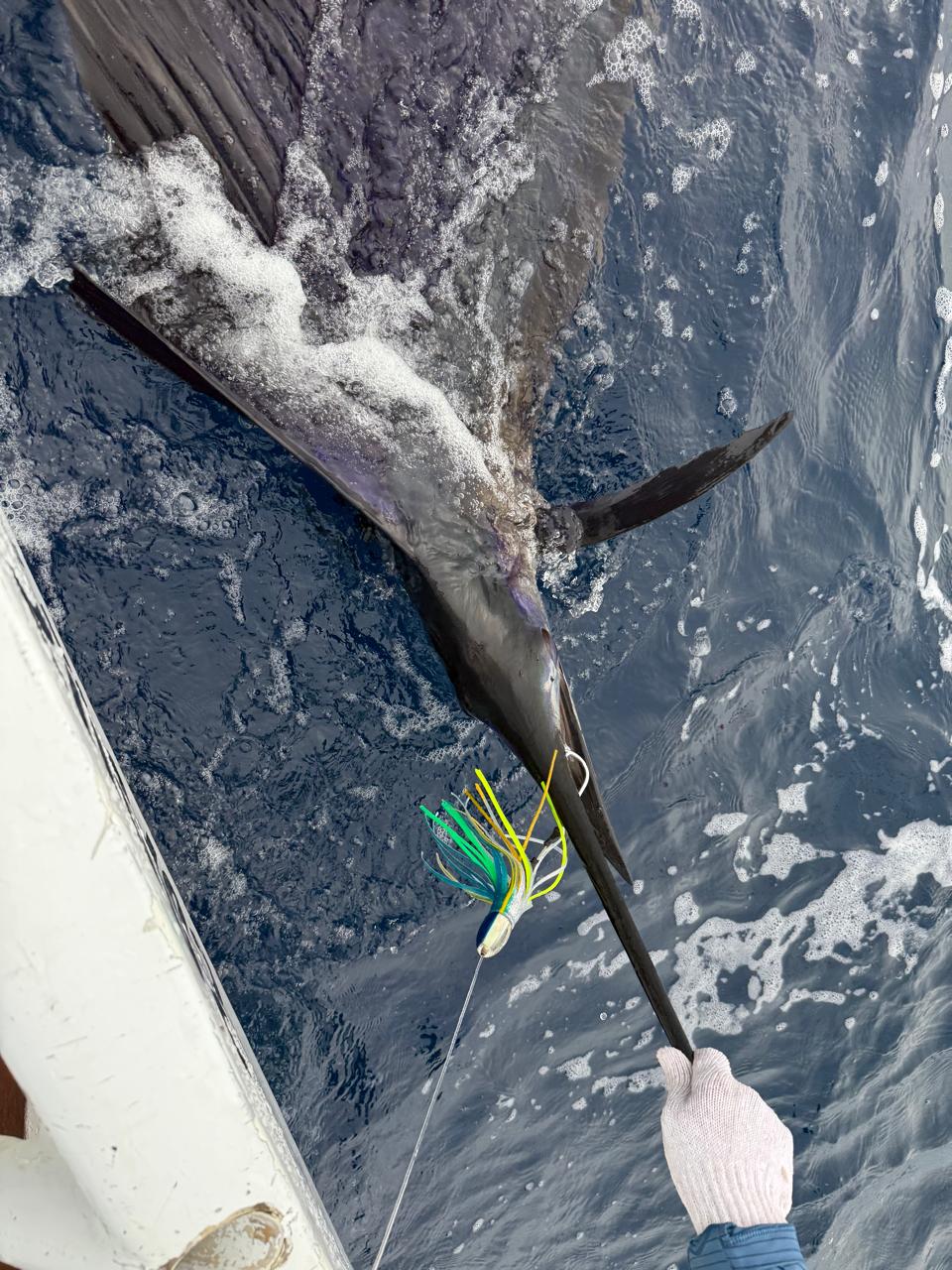 los reyes sportfishing puerto escondido (16)