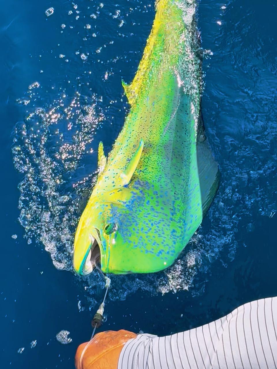 los reyes sportfishing puerto escondido (9)